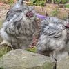 Gorgeous Silkie Roosters