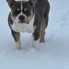 American Bully adult female and male