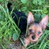 Yorkshire Terrier puppies!