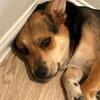 Sky – Sweet Terrier Mix Looking for Her Forever Home