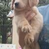 Registered Golden Retriever Puppies- price reduced