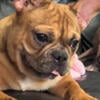 Akc Fawn French bulldog. Great with kids and other animals. 