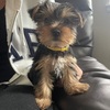 Yorkie