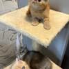 Exotic shorthair kittens 