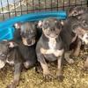 Puppies for sale