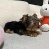 Yorkie Puppy