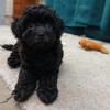 Havapoo Puppy for Adoption!