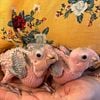 white Bellied caiques