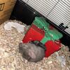 Baby Beige Female Chinchilla 