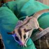 6 month old female sugar glider