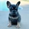 Anna Lilac & Tan Female Frenchie