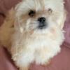 Shih Apso and Lhasa Tzu Puppies