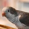 Quaker Parrot
