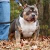 Pocket American Bully Pups Ready Now