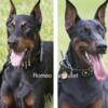 AKC Doberman Pinscher