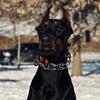 Exceptional European Doberman Stud Service