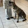 Exceptional Presa Canario Dogs for Sale - Perfect for Protection and Family
