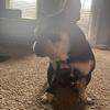 French Bull Dog for sale