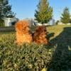 Miniature Poodle Puppies