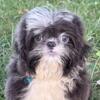 Shih-tzu puppies for sale