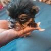 New babies he's is two months and ready to go SOLD