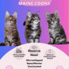 Maine Coon kittens (MALE) DMV