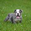 Blue Merle tri olde English bulldogge male 