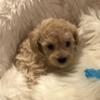 Willie - Toy poodle - AKC Registered