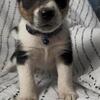 Texas Heeler-  “Stewart” Tri-color male