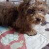 Small Yorkiepoo boy ckc regerestion