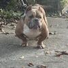 Micro male 