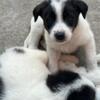 Border collie for sell