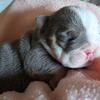 ENGLISH BULLDOG AKC FEMALE PUPPY