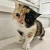 Exotic shorthair kittens