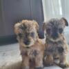 Miniature Schnauzer Pups