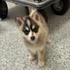 Velma- Pomsky Puppy Tri-colored