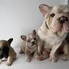 Akc female Merle cream frenchie!