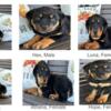 AKC Registered Rottweilers Available Now in Ohio