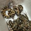 Ball Python babies From Africa