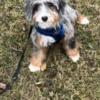 Blue Merle Mini bernadoodle puppy 6 months