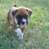 Healthy and Adorable Boxer Puppies Now Available and Ready For Their New Forever Home