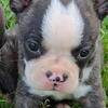 2 male Boston terriers, 4 sale, beautiful.CKC Registered