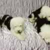 Breeding 45yrs oes has beautiful pups available