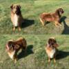 AKC registered Red tri Australian shepherd stud