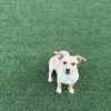 6 month old chihuahua