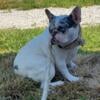 Akc French Bulldog female 2 yrs old, intact.