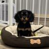 Cavalier King Charles Spaniel Puppies