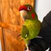 Lovable Mitred Conure needs to be rehomed