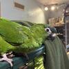 Hahns Macaw