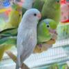 11 baby parrotlets 8 weeks old